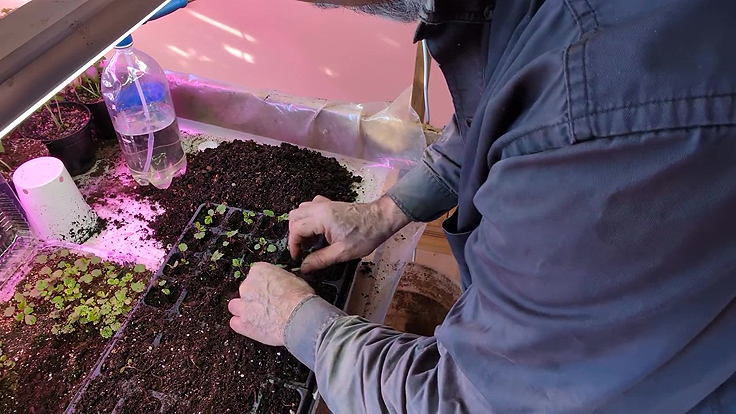 Repiquage des plants de fraises dans un plateau multicellules