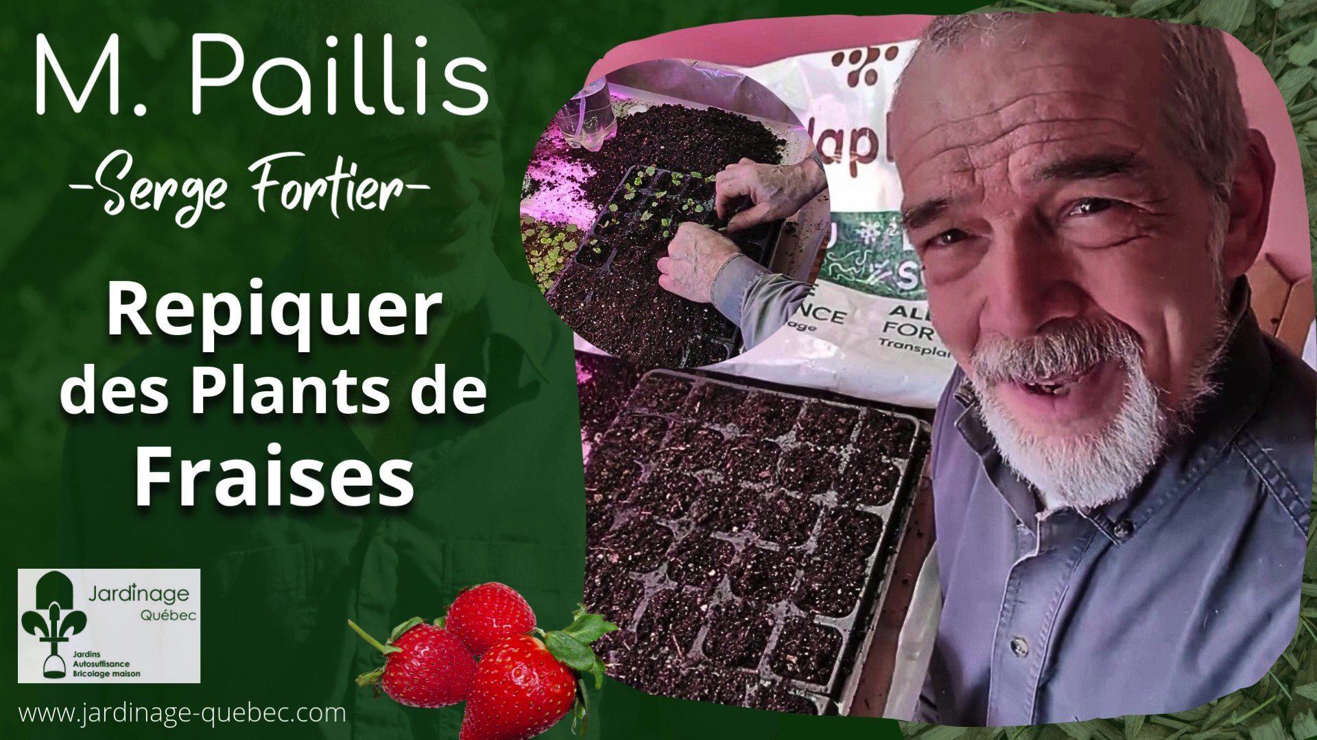 Plants de fraises