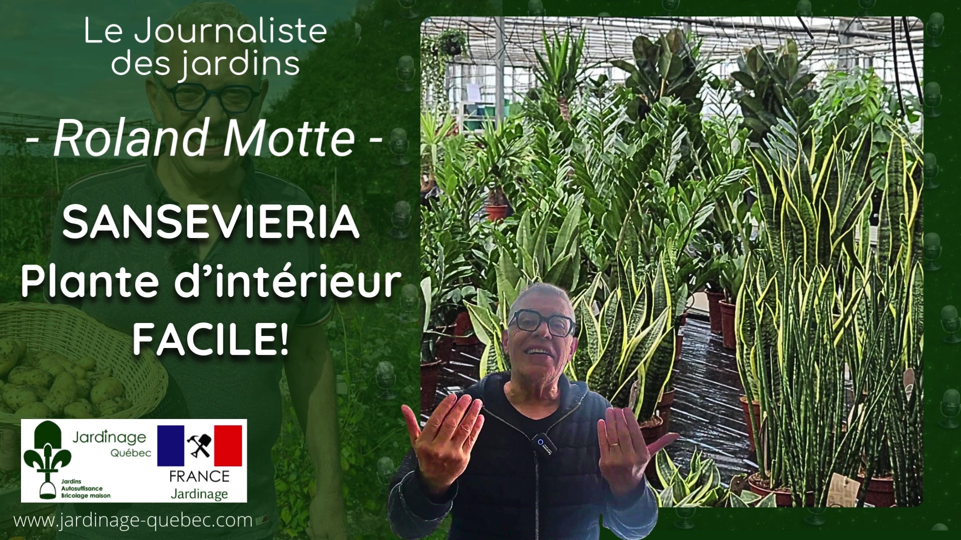 Sansevieria (Langue de belle-mère) : conseils d’entretien faciles par Roland Motte