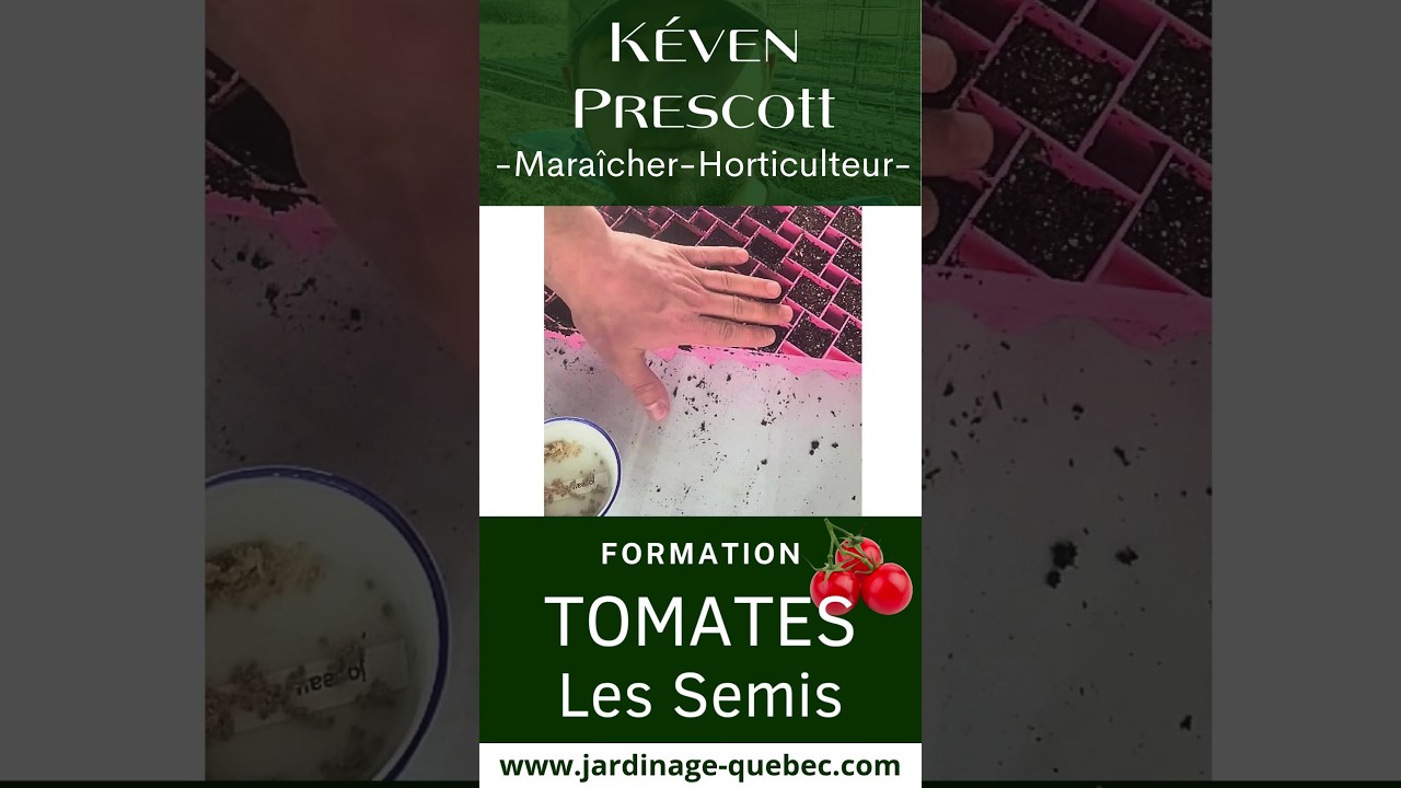 Semis de tomates à l’intérieur