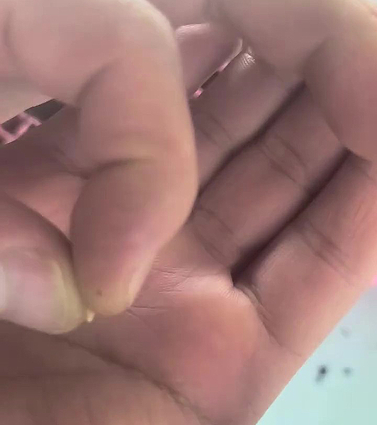 Semence de plants de tomates