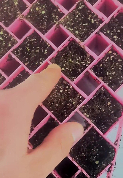 Plateaux multicellules solides