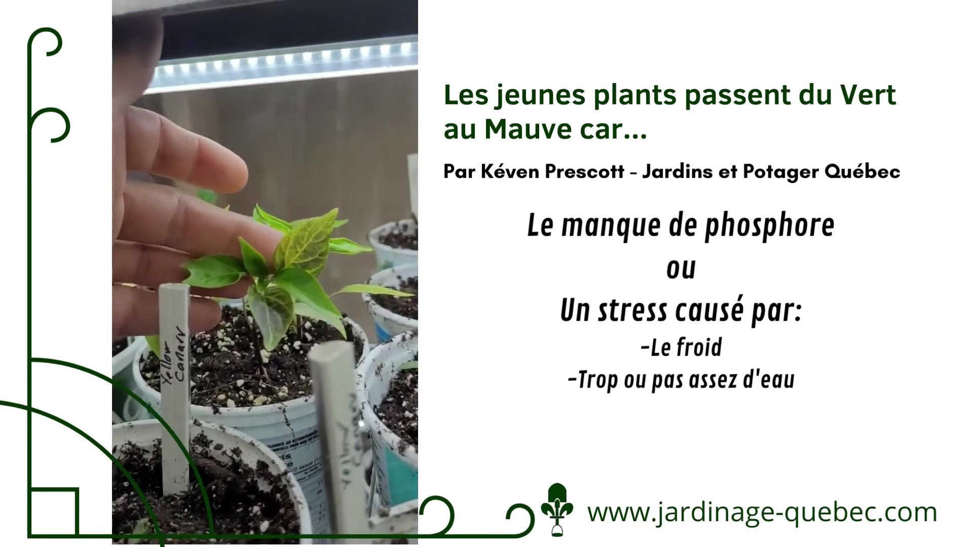 Semis qui deviennent mauves