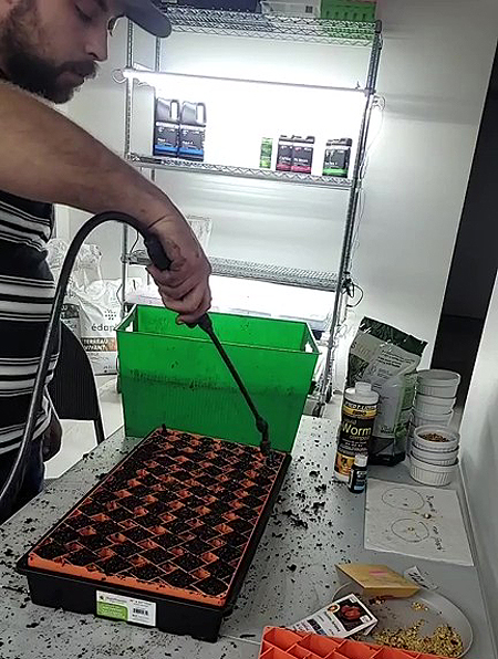 Arrosage des semis de poivrons