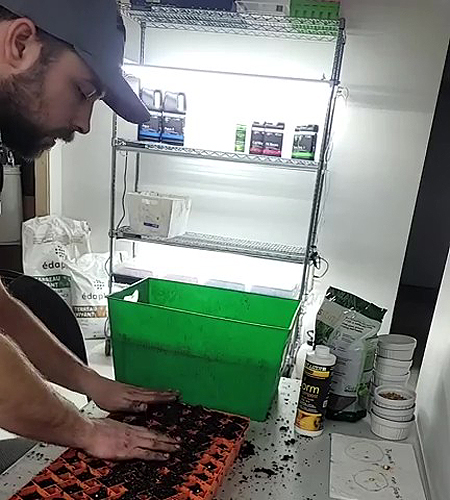 Plantation des graines de poivrons