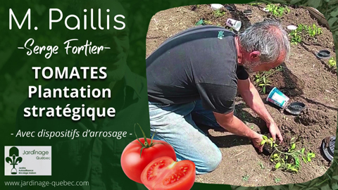 Planter les tomates - Conseils et trucs pratiques