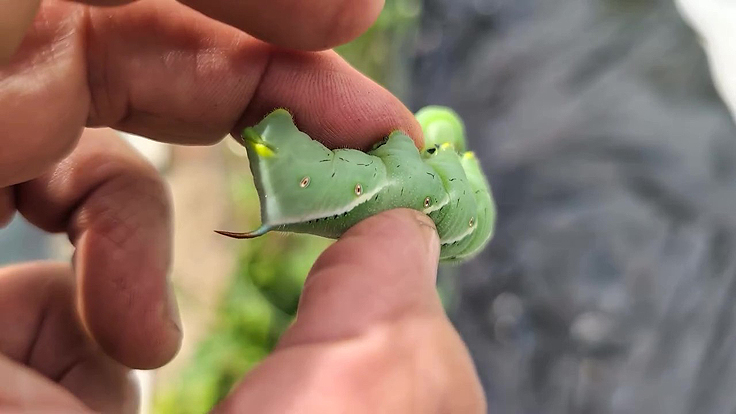La chenille du Sphinx de la Tomate