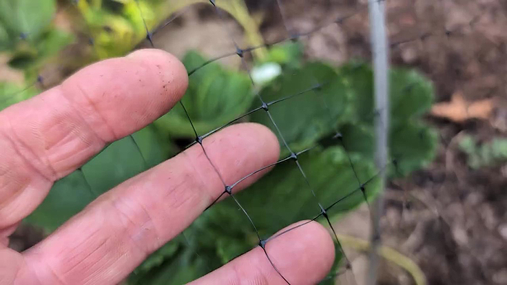 Filet pour protéger les fraisiers