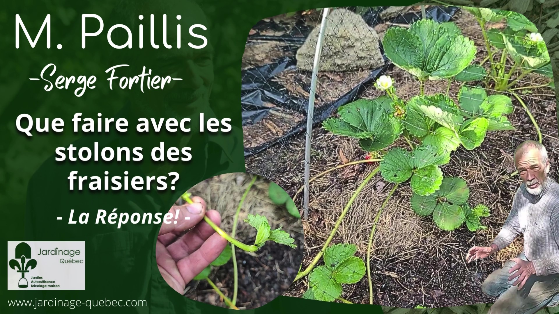 Stolons de fraises