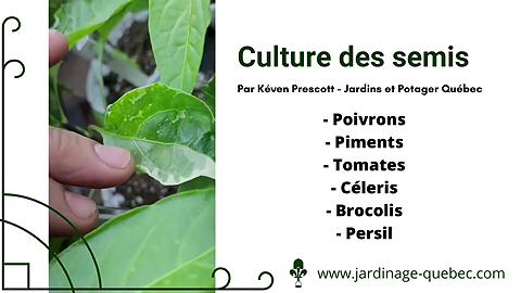 Oedème intumescence des semis