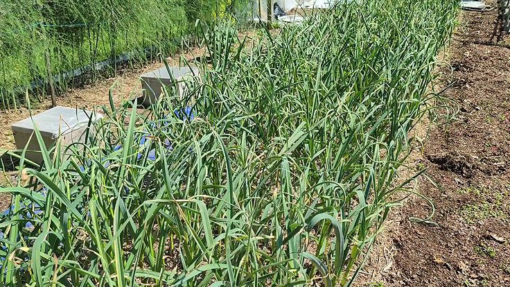 Plantation d'ail au potager