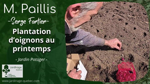 Planter des oignons au jardin