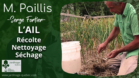 Récolter nettoyer et faire sécher son ail