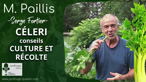 Céleri - Conseils de culture et de récolte