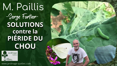 Piéride du chou au potager - Solutions pour s'en débarrasser