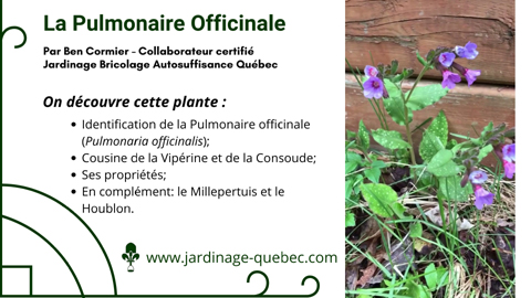 Pulmonaire officinale
