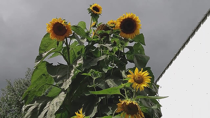 Tournesols