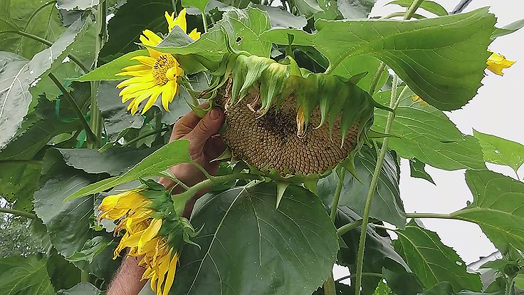Fleurs de tournesol