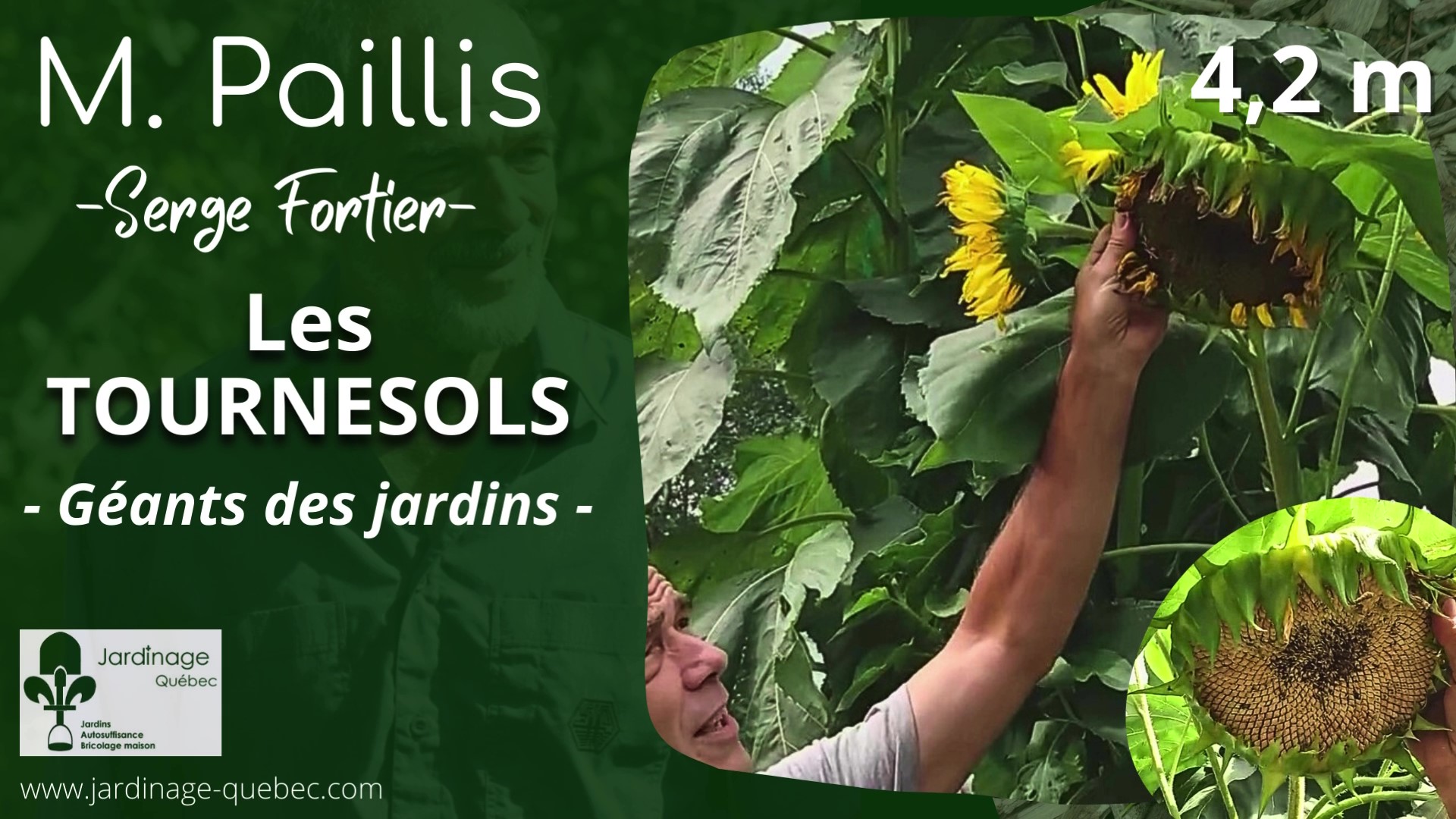 Tournesol