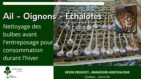 Nettoyer les bulbes d'ail d'échalotes et d'oignons