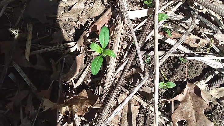Helianthus tuberosus