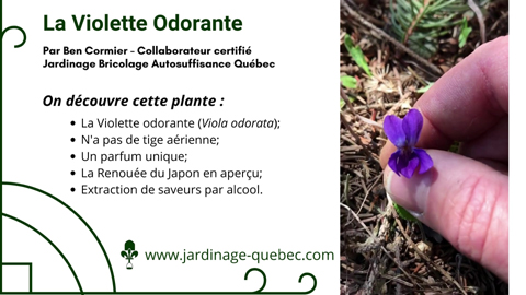 Violette odorante