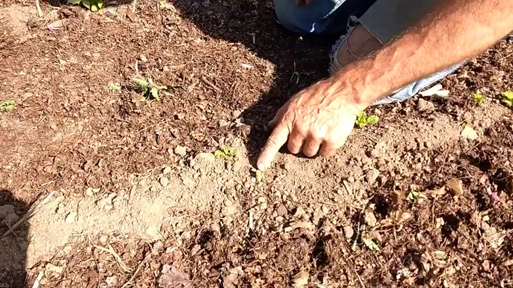 Le ver gris coupeurs de têtes au potager