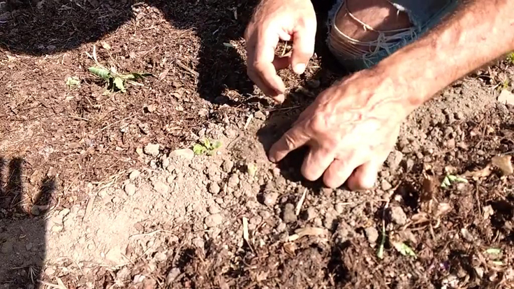 Creuser autour du plant pour trouver le ver