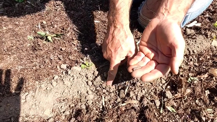 Ver gris capturé autour du plant ravagé