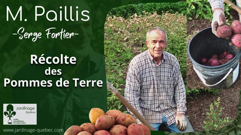 Récolter la patates ou pommes de terre