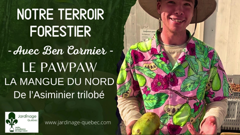 Pawpaw au Québec - La mangue du nord