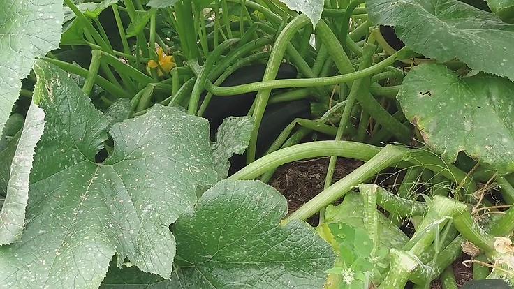 Culture des zucchinis