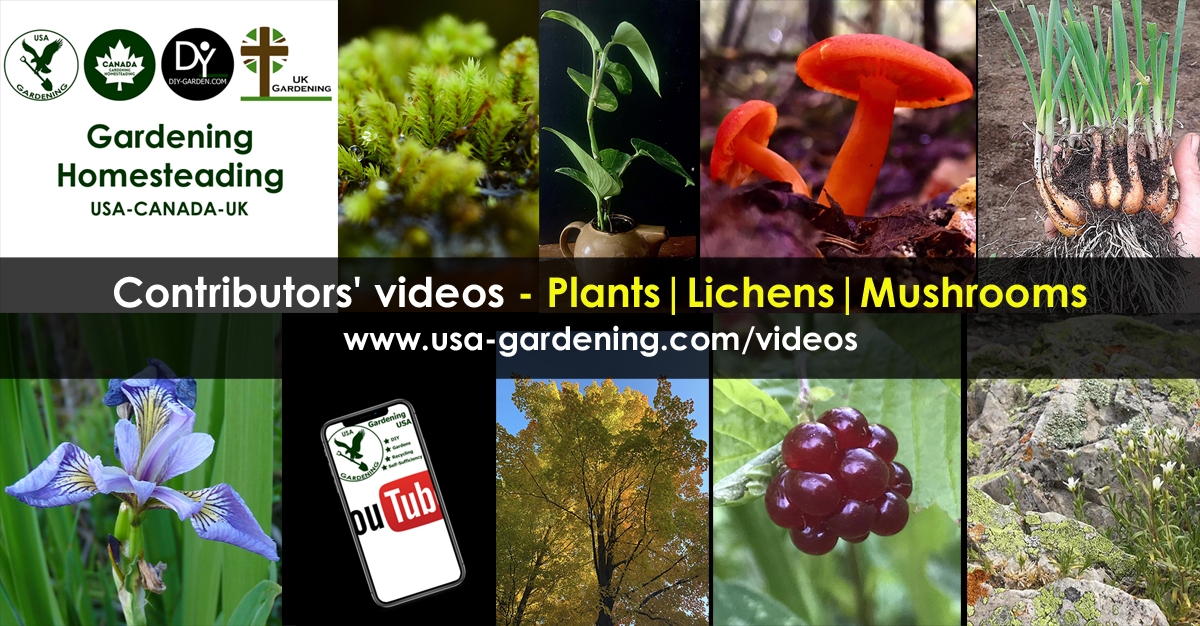 Plants lichens mushrooms