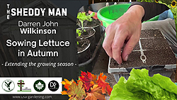 Sowing lettuce in autumn - Idea for a crop to prolong the season