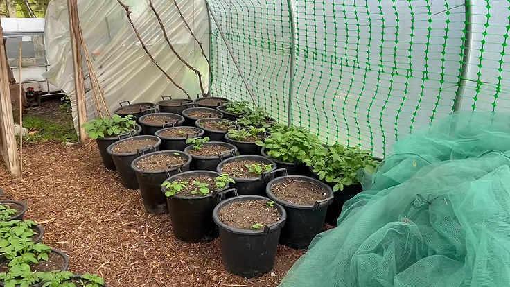 Darren places the containers inside a polytunnel