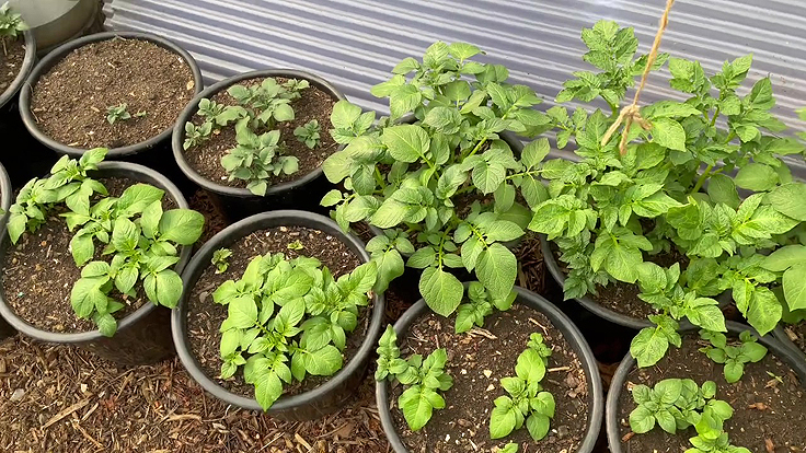 Container Planting - Potatoes