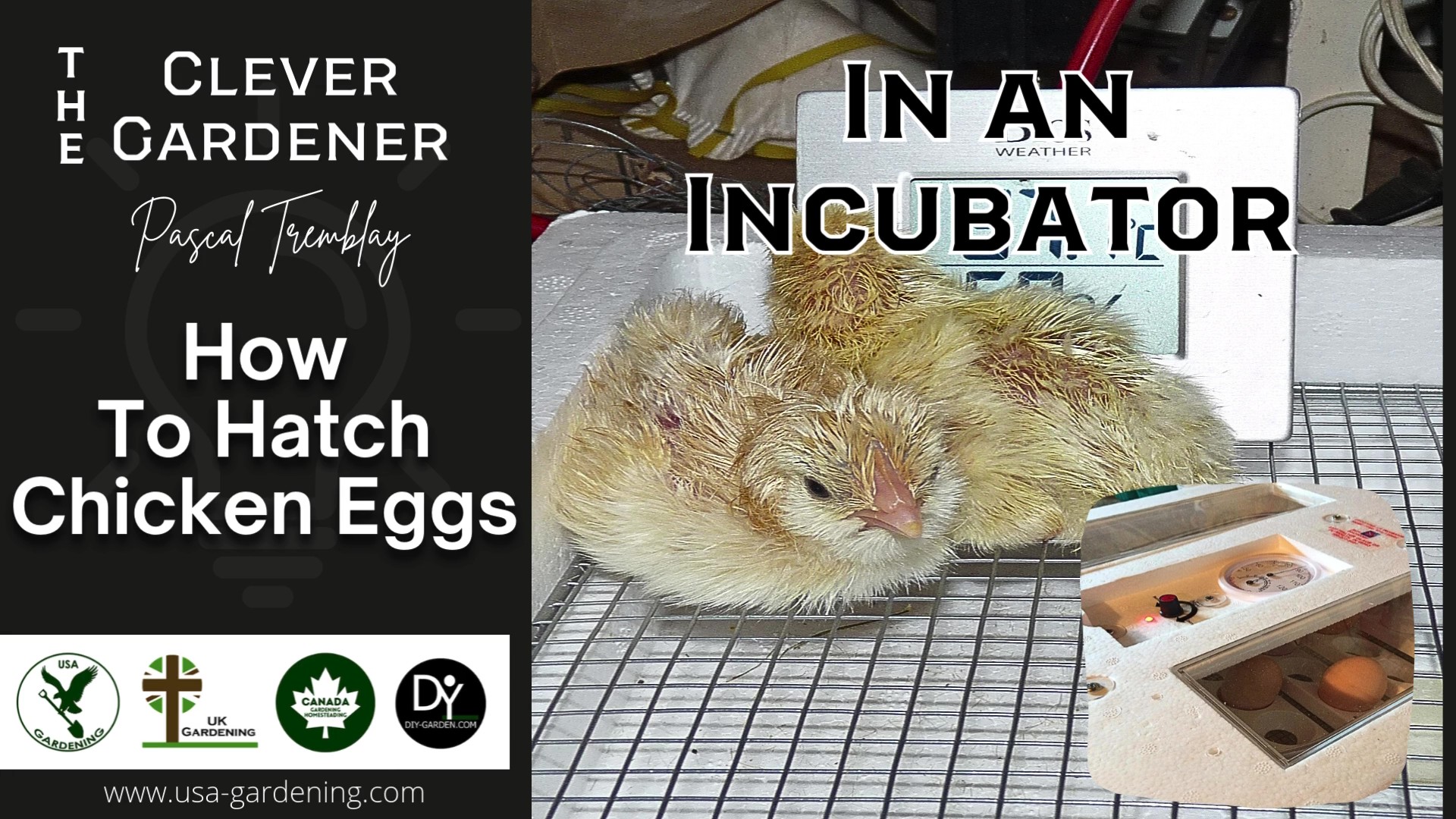 How To Incubate & Hatch Chicken Eggs