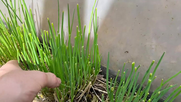 Chive spray