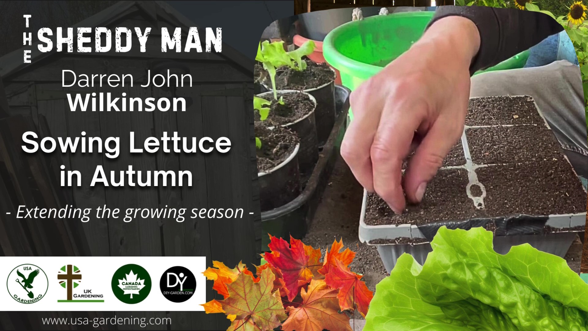 Growing lettuce